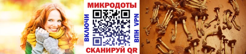 Купить где  Бирюч  Псилоцибиновые грибы Magic Shrooms 